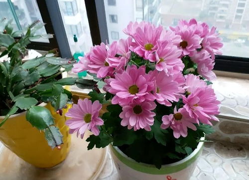 未來2個月新買的花要靜養(yǎng)，牢記3點，個個都能養(yǎng)成精品