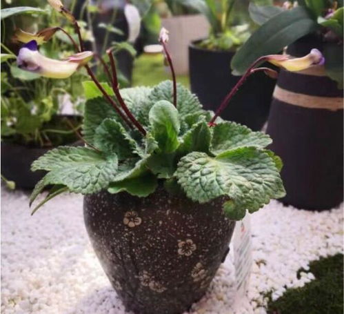 北京世園會省區(qū)市室內展品競賽第四次評審工作圓滿完成